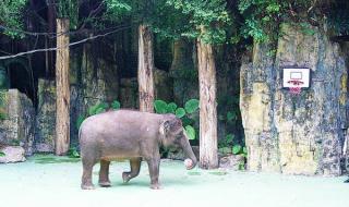 广州香江野生动物园 广州香江野生动物园门票价是多少